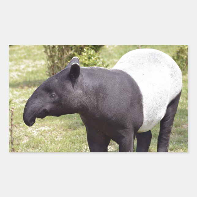 Malayan tapir on grass rectangular sticker (Front)