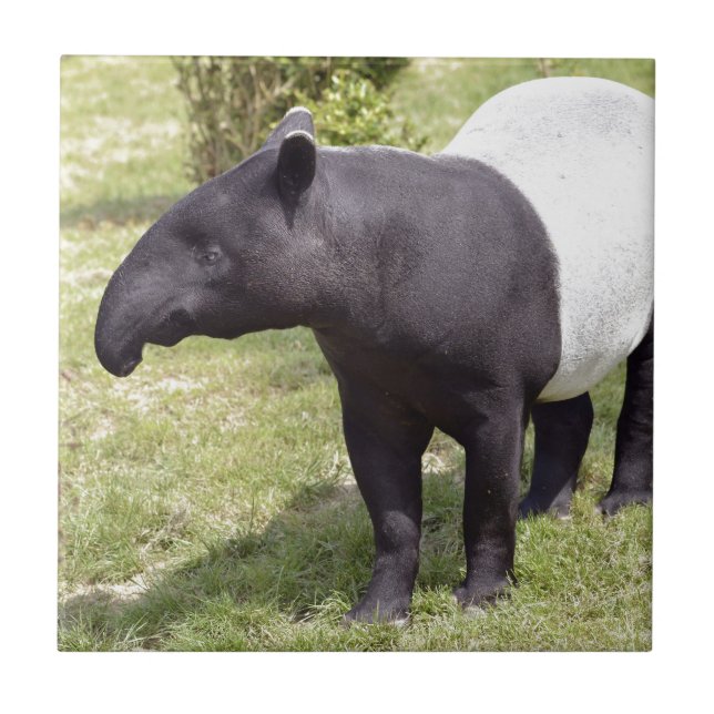 Malayan tapir on grass tile (Front)