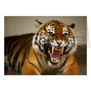 Malayan Tiger #2 card