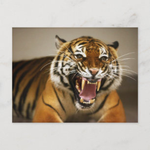 Malayan Tiger #2 postcard