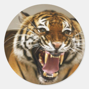 Malayan Tiger #2 sticker
