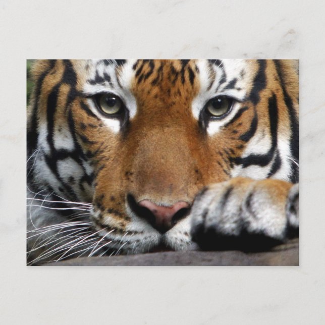 Malayan Tiger #3 postcard (Front)