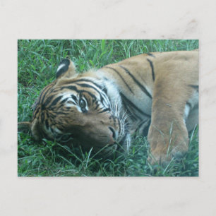 Malayan Tiger Postcard