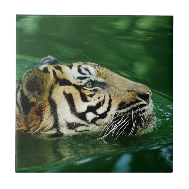 Malayan Tiger Swimming Headshot Ceramic Tile (Front)