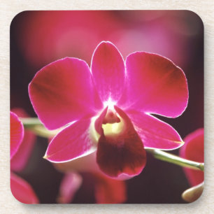 Malaysia, Orchid Coaster