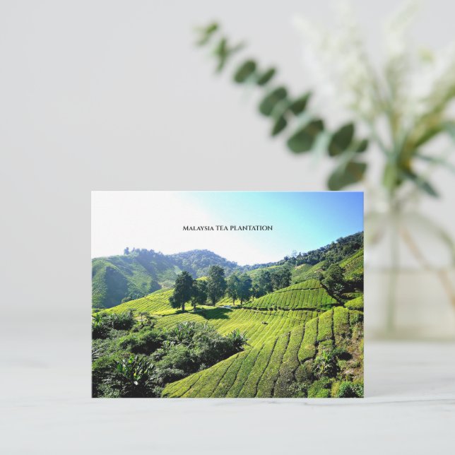 Malaysia Tea Plantation Postcard (Standing Front)