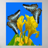 Malaysian blue clipper butterflies on Canna King 