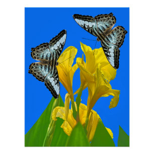 Malaysian blue clipper butterflies on Canna King Poster