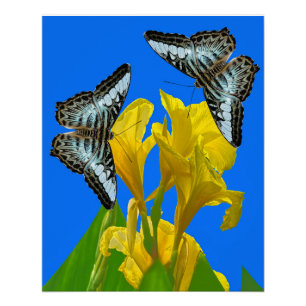 Malaysian blue clipper butterflies on Canna King Poster