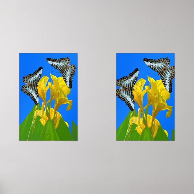 Malaysian blue clipper butterflies on Canna Poster (Front)