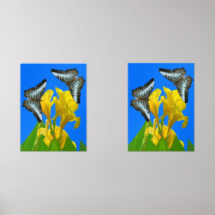 Malaysian blue clipper butterflies on Canna Poster