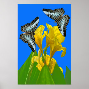 Malaysian blue clipper butterflies on Canna Poster