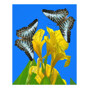 Malaysian blue clipper butterflies Posters