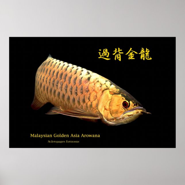 Malaysian Golden Arowana Poster (Front)