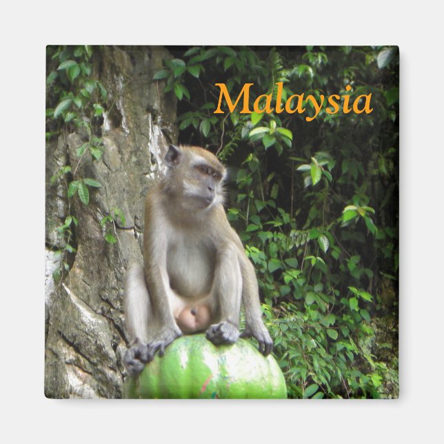 Malaysian Monkey Magnet (Front)