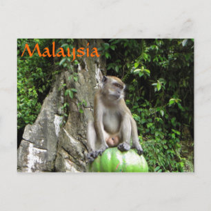 Malaysian Monkey Postcard