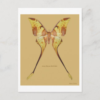 Malaysian Moon Moth Postcard