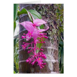 Malaysian Orchid Tree