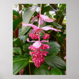 Malaysian Orchid Tree Poster