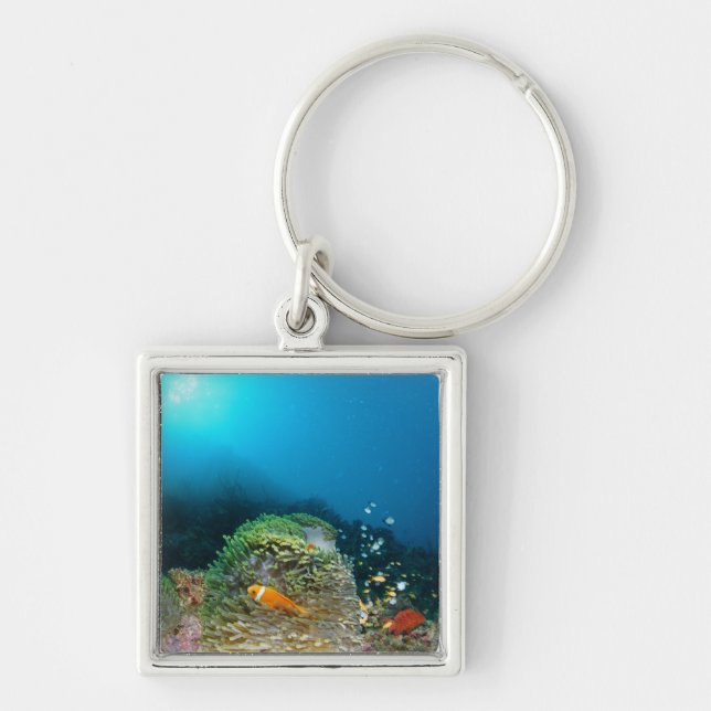 Maldives Anemone fish swimming underwater Key Ring (Front)