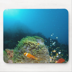 Maldives Anemone fish swimming underwater Mouse Pad