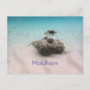 Maldives Blue Ocean White Sand Coral Triggerfish Postcard