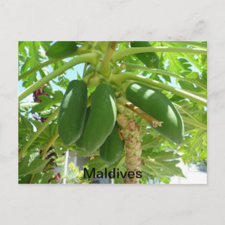 MALDIVES POSTCARD
