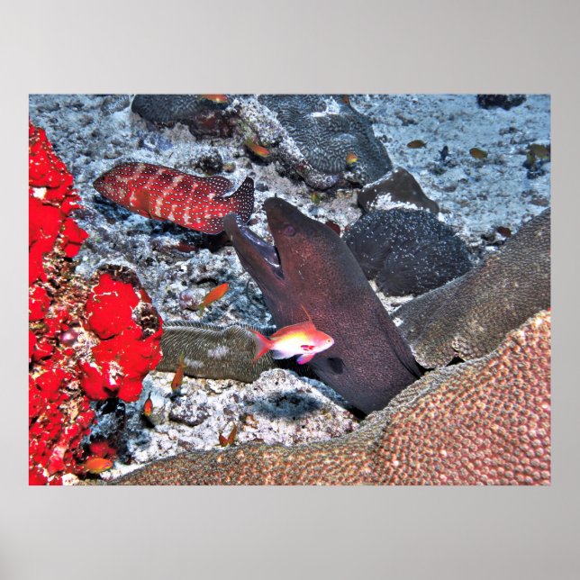 Maldives Reef Snapshot Poster (Front)