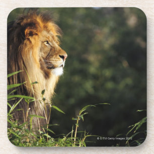 Male African lion at the zoo in Washington, D.C. 2 Coaster