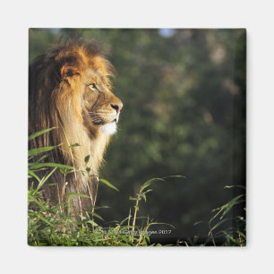 Male African lion at the zoo in Washington, D.C. 2 Magnet