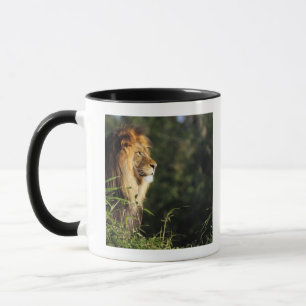 Male African lion at the zoo in Washington, D.C. 2 Mug