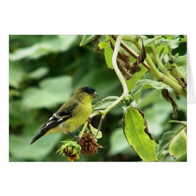 Male American Goldfinch (Front Horizontal)