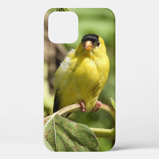 Male American Goldfinch  Case-Mate iPhone Case (Back)