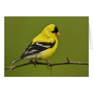 Male American Goldfinch in breeding plumage,