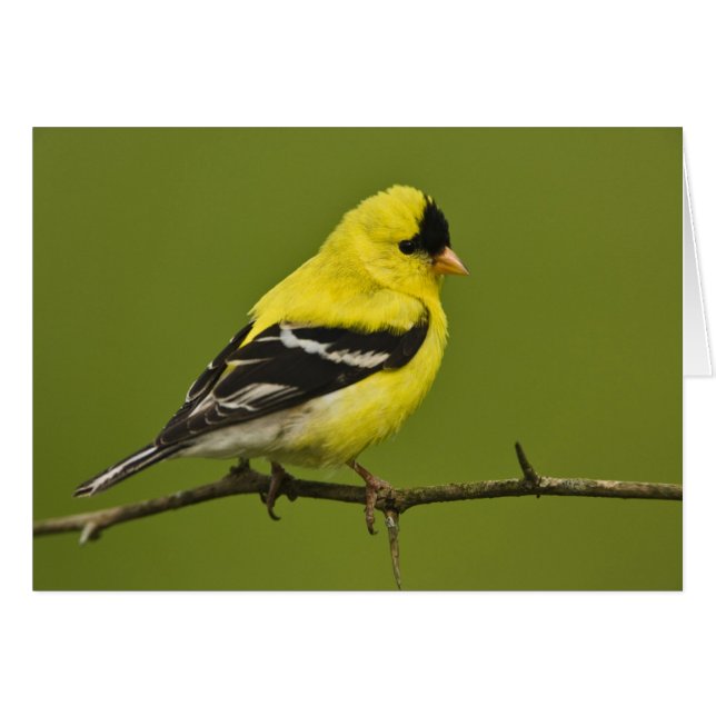 Male American Goldfinch in breeding plumage, (Front Horizontal)