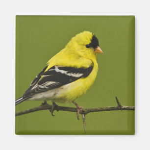 Male American Goldfinch in breeding plumage, Magnet