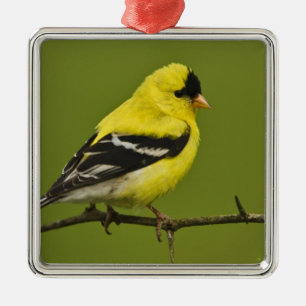 Male American Goldfinch in breeding plumage, Metal Ornament