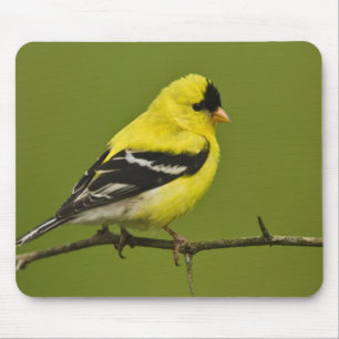 Male American Goldfinch in breeding plumage, Mouse Pad