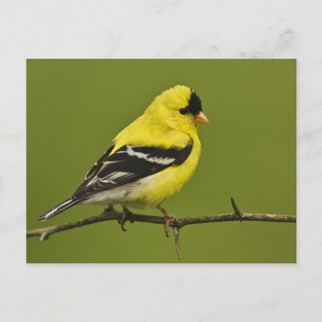 Male American Goldfinch in breeding plumage, Postcard (Front)