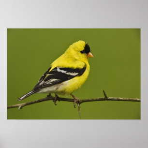 Male American Goldfinch in breeding plumage, Poster