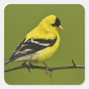 Male American Goldfinch in breeding plumage, Square Sticker