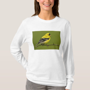 Male American Goldfinch in breeding plumage, T-Shirt
