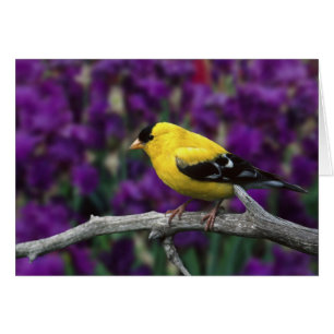 Male, American Goldfinch in summer plumage,