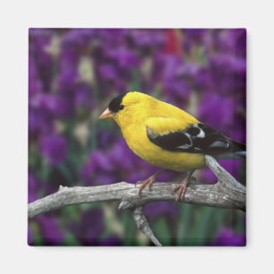 Male, American Goldfinch in summer plumage, Magnet