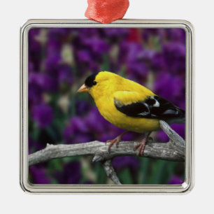 Male, American Goldfinch in summer plumage, Metal Ornament