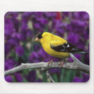 Male, American Goldfinch in summer plumage, Mouse Pad