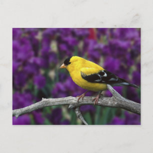 Male, American Goldfinch in summer plumage, Postcard