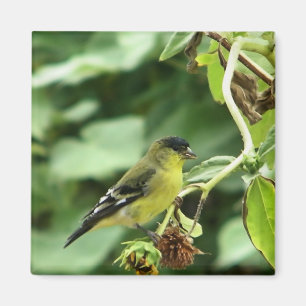 Male American Goldfinch Magnet