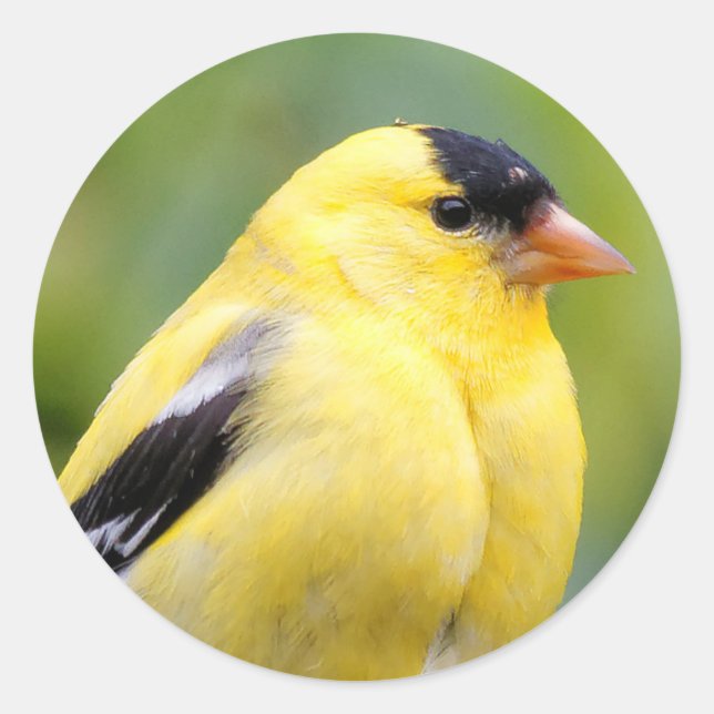 Male American Goldfinch on the Bamboo Classic Round Sticker (Front)