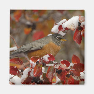 Male American Robin in Black Hawthorn Magnet